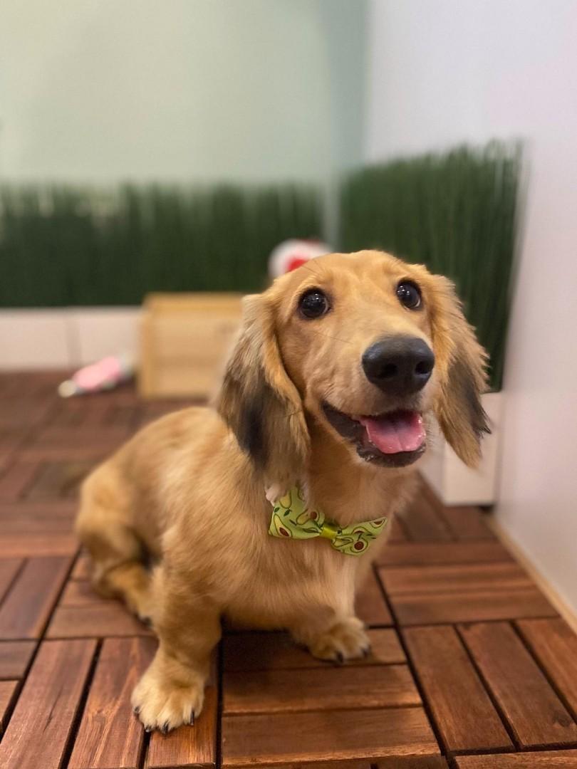 Petsmark 308 Telok Kurau Rd 0106, Pet Supplies, Health & Grooming