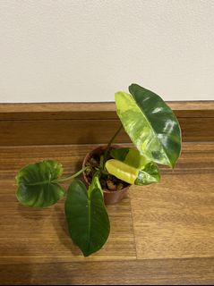 (Category: ) located in . Submitted by plantsandetc (Listing ID 1147440241, Image 1). Description: .