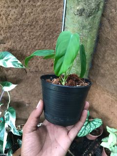 (Category: ) located in . Submitted by jungleplants (Listing ID 1147400947, Image 1). Description: .