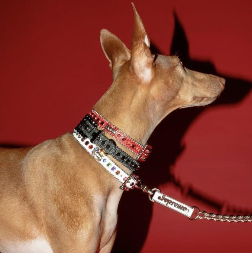 Supreme B.B. Simon Studded Dog Leash | www.kis-cic.com