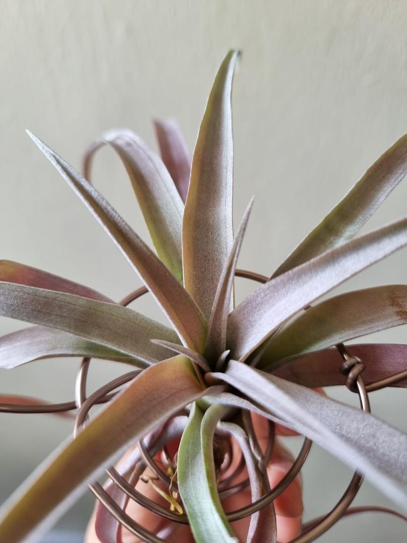 Tillandsia Coconut Grove (chiapensis x capitata 'Red') Airplant blushing  healthy