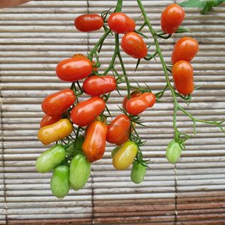 (Category: ) located in . Submitted by plantparent (Listing ID 1147518781, Image 1). Description: .