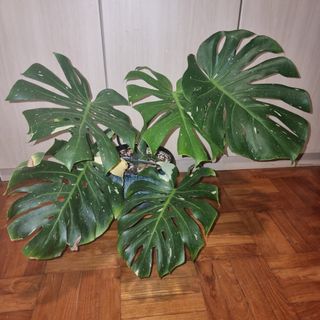 (Category: ) located in . Submitted by fp5312 (Listing ID 1146579020, Image 1). Description: .