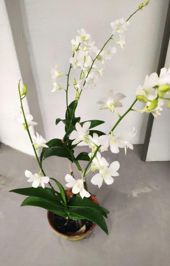 Dendrobium Orchid Artificial Tabletop Plant