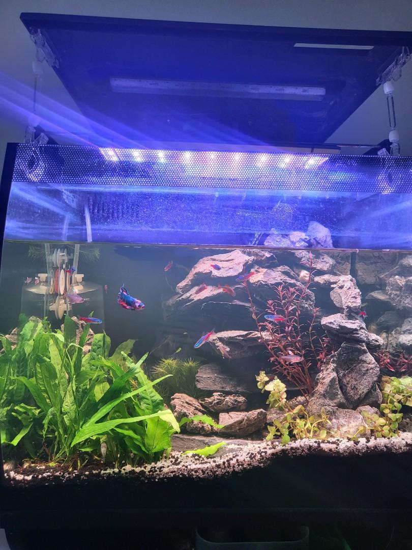 Fluval flex hotsell 57 stocking