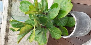 （分類：）位於 。 由 ameng3 提交（商品編號 1147512627，圖片 1）。簡介： 。