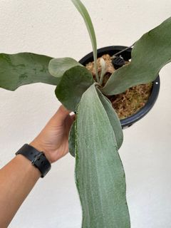 (Category: ) located in . Submitted by plantsparty (Listing ID 1147651830, Image 1). Description: .