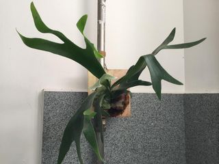 (Category: ) located in . Submitted by garden_pride (Listing ID 1147532058, Image 1). Description: .