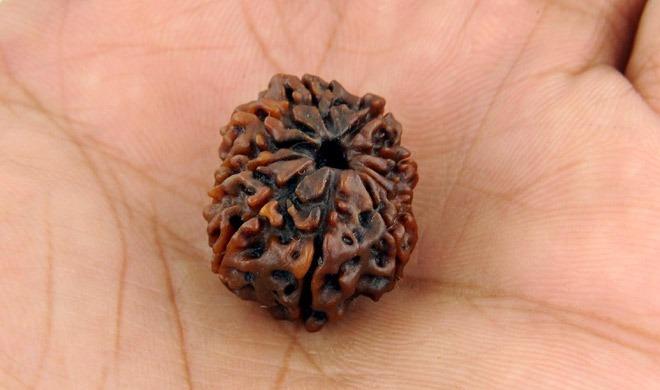 11 Face Rudraksha ( 11 mukhi ) By Dr.Raj Guru Astrologer ...