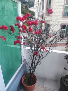 （分類：）位於 。 由 sjohn.1 提交（商品編號 1147784598，圖片 1）。簡介： 。