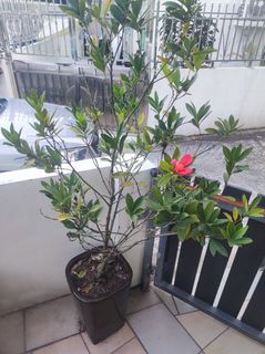 （分類：）位於 。 由 sjohn.1 提交（商品編號 1147785080，圖片 1）。簡介： 。
