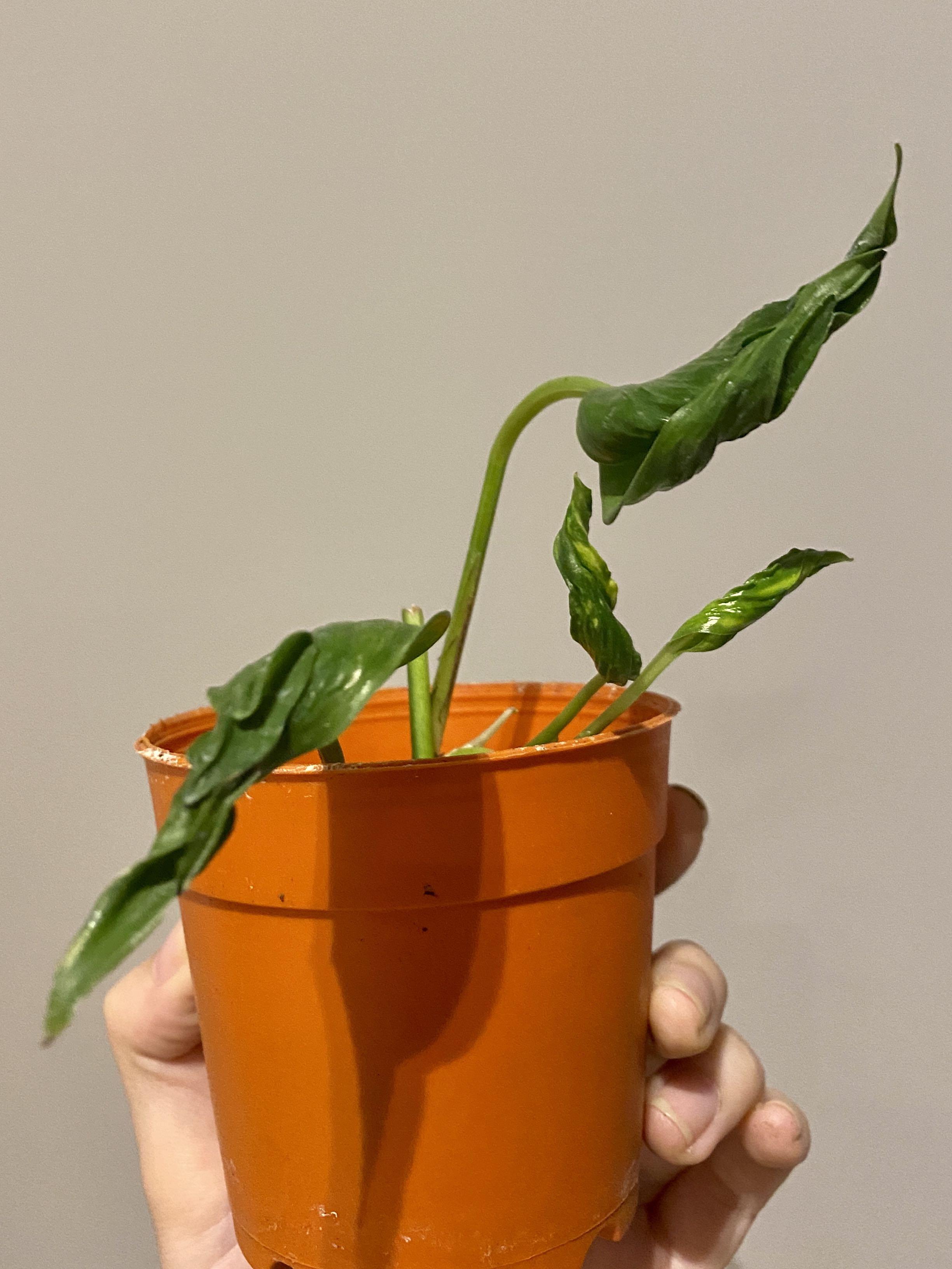 Epipremnum aureum Shangri La, Furniture & Home Living, Gardening