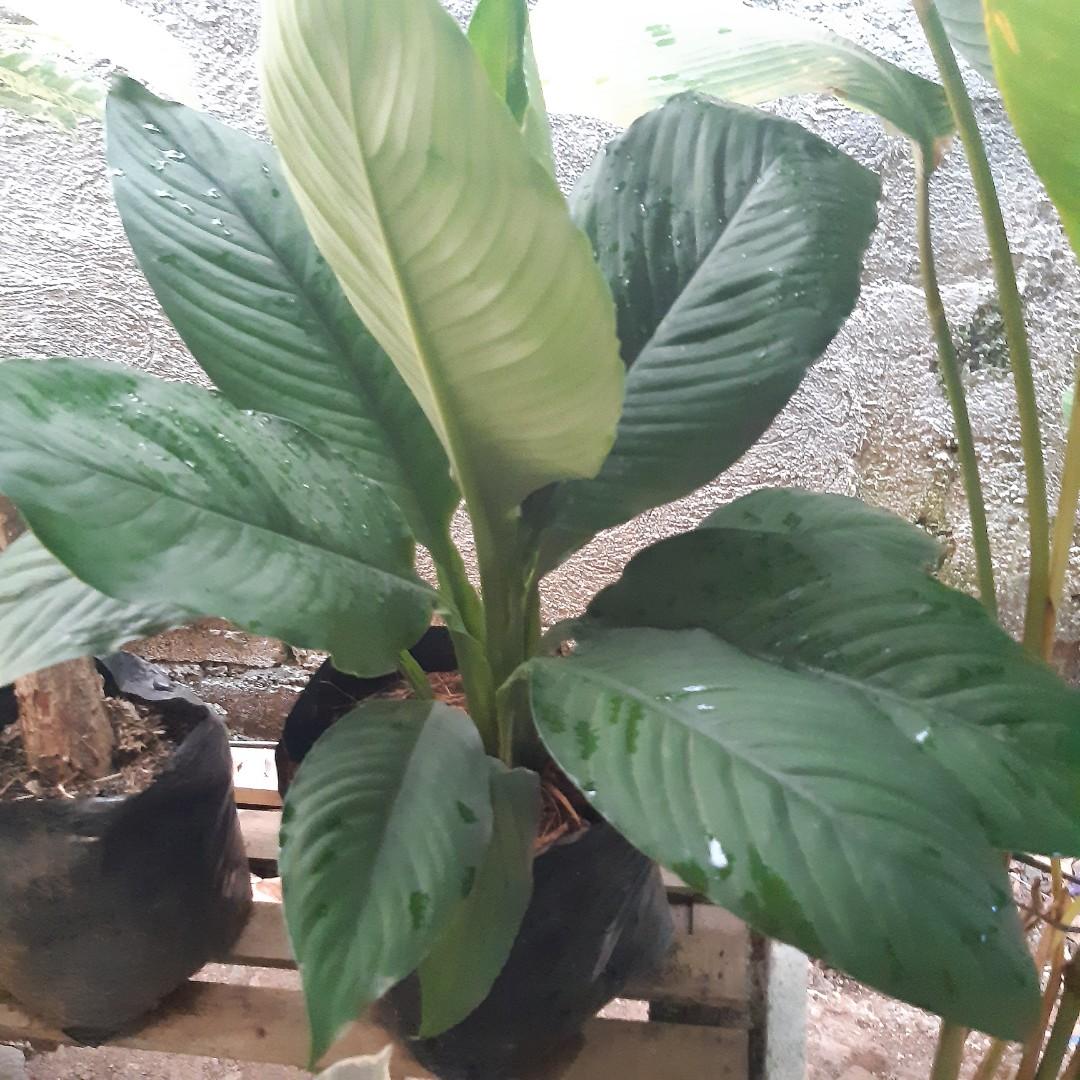 Giant sensation plant, Furniture & Home Living, Gardening, Plants