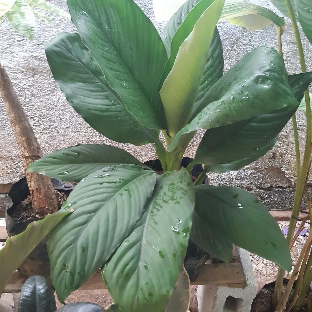 Giant sensation plant, Furniture & Home Living, Gardening, Plants