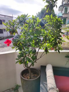（分類：）位於 。 由 sjohn.1 提交（商品編號 1147783042，圖片 1）。簡介： 。
