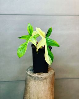 （分類：）位於 。 由 lostinaroid 提交（商品編號 1147750540，圖片 1）。簡介： 。