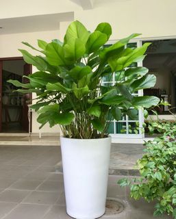 (Category: ) located in . Submitted by rajeevchalis (Listing ID 1147723559, Image 1). Description: .