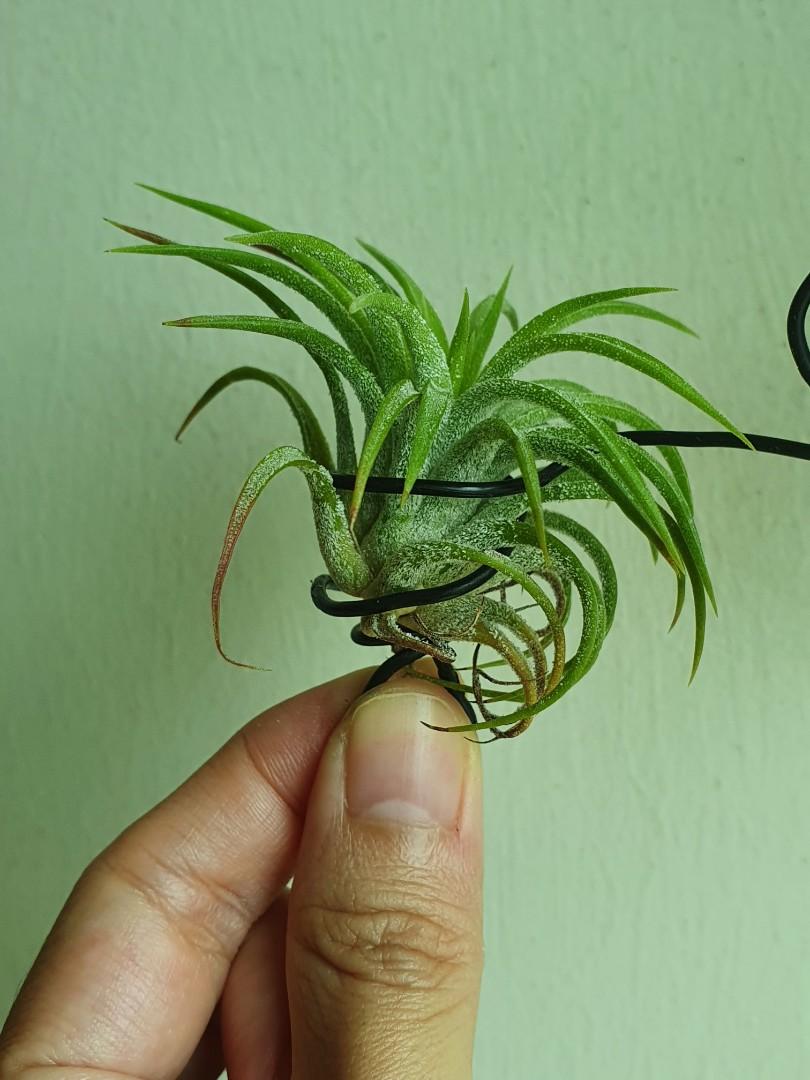 Tillandsia Ionantha Thick Leaves airplant, Furniture & Home Tillandsia Ionantha Thick Leaves airplant, Furniture & Home