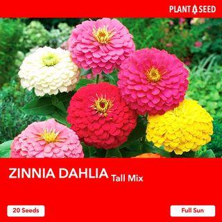 Zinnia Flower Seeds [20 Seeds]