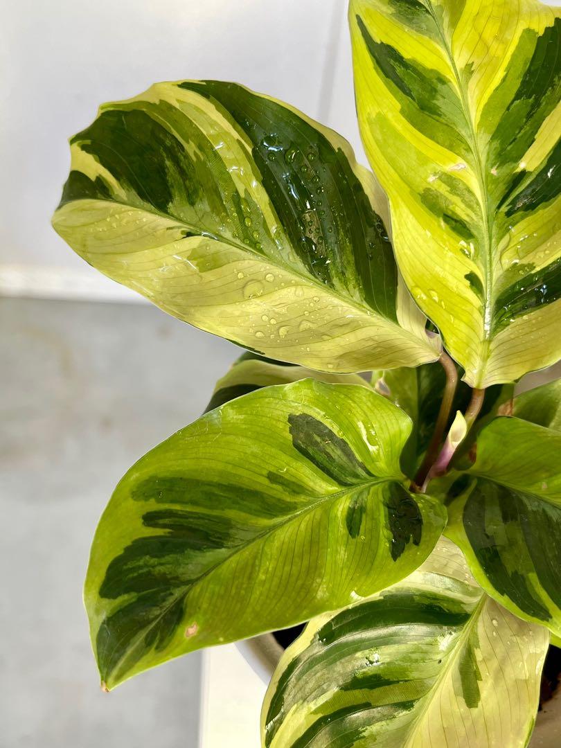 植悟誌の古典油畫水竹芋 居家生活 園藝在旋轉拍賣