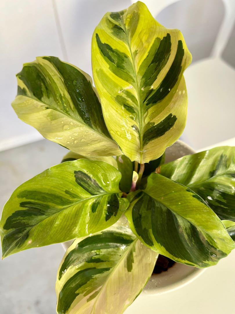 植悟誌の古典油畫水竹芋 居家生活 園藝在旋轉拍賣