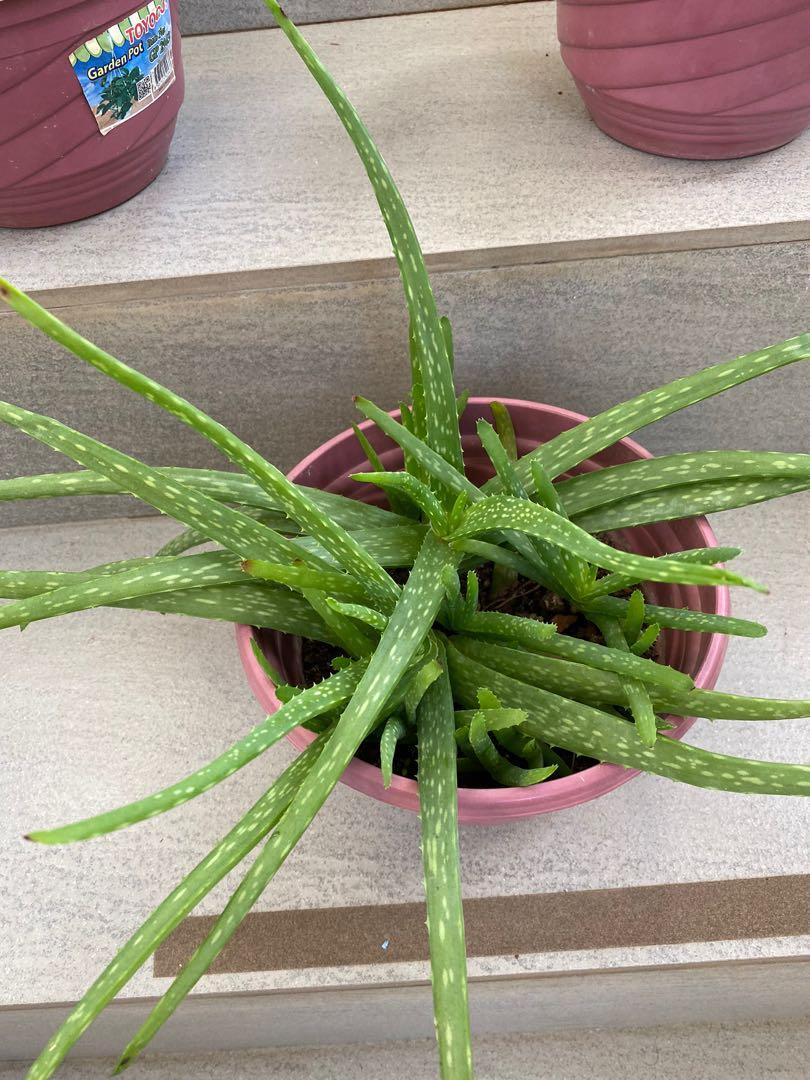 Indoor Oxygen Plant (Aloe Vera), Furniture & Home Living, Gardening