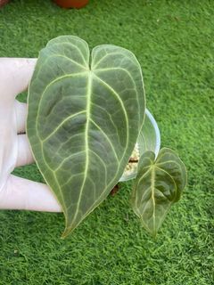 (Category: ) located in . Submitted by kebun_omma (Listing ID 1147918564, Image 1). Description: .