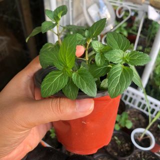 (Category: ) located in . Submitted by urbangardener (Listing ID 1147979616, Image 1). Description: .