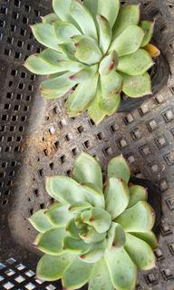 KOREAN SUCCULENTS