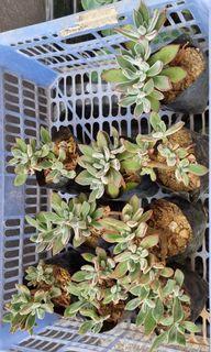 KOREAN SUCCULENTS