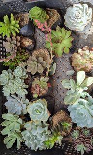 KOREAN SUCCULENTS