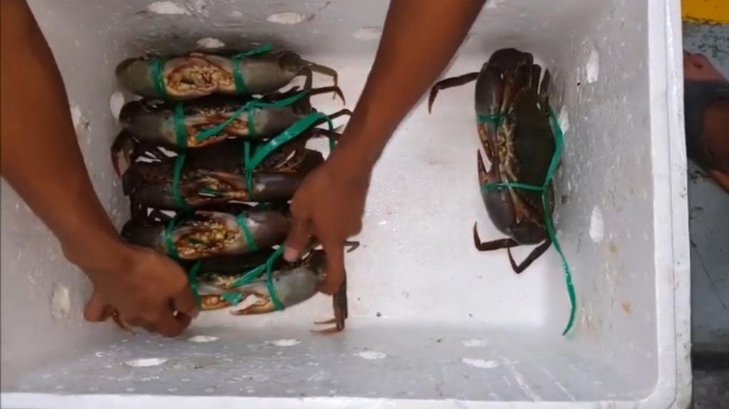 Mud Crab, Food & Drinks, Local Eats on Carousell