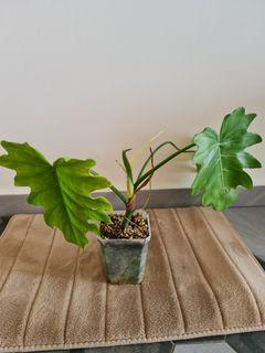 Philodendron lacerum