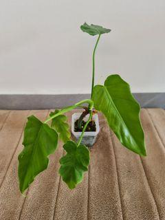 Philodendron lacerum