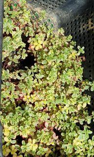 TRICOLOR PORTULACA