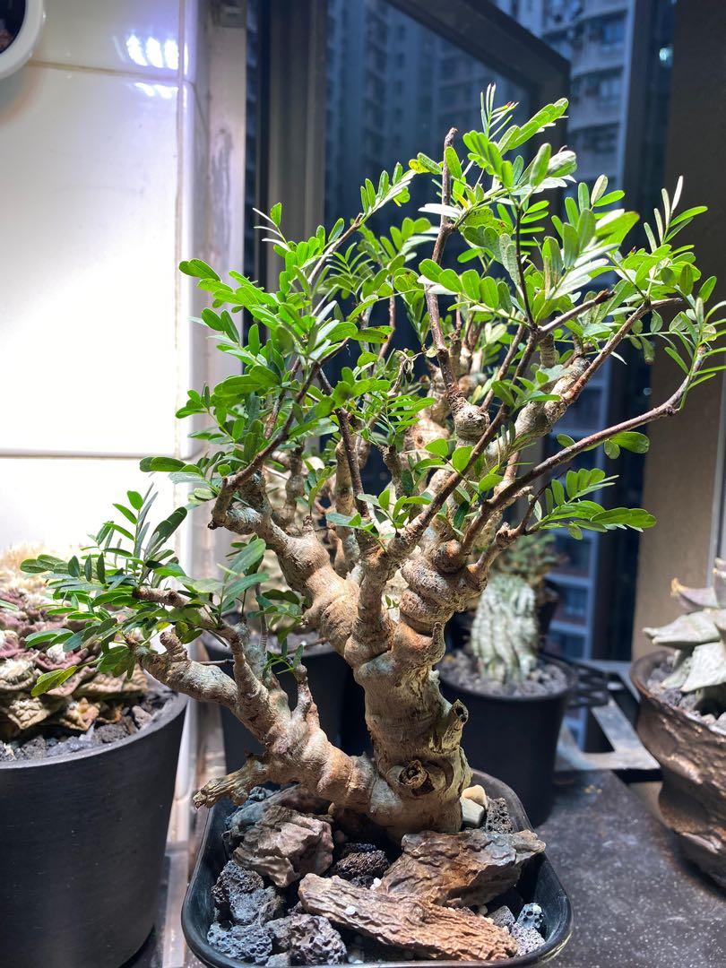 沙漠蘇木 塊根x多肉植物 傢俬 家居 園藝 植物及種子 Carousell