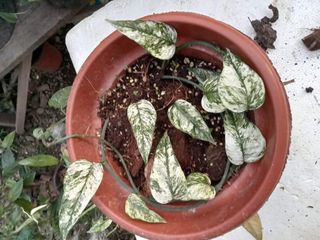 (Category: ) located in . Submitted by planttalkph (Listing ID 1152494163, Image 1). Description: .