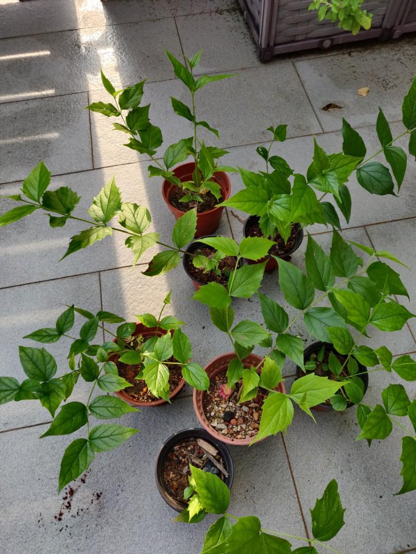 Coral jasmine plant, Furniture & Home Living, Gardening, Plants & Seeds