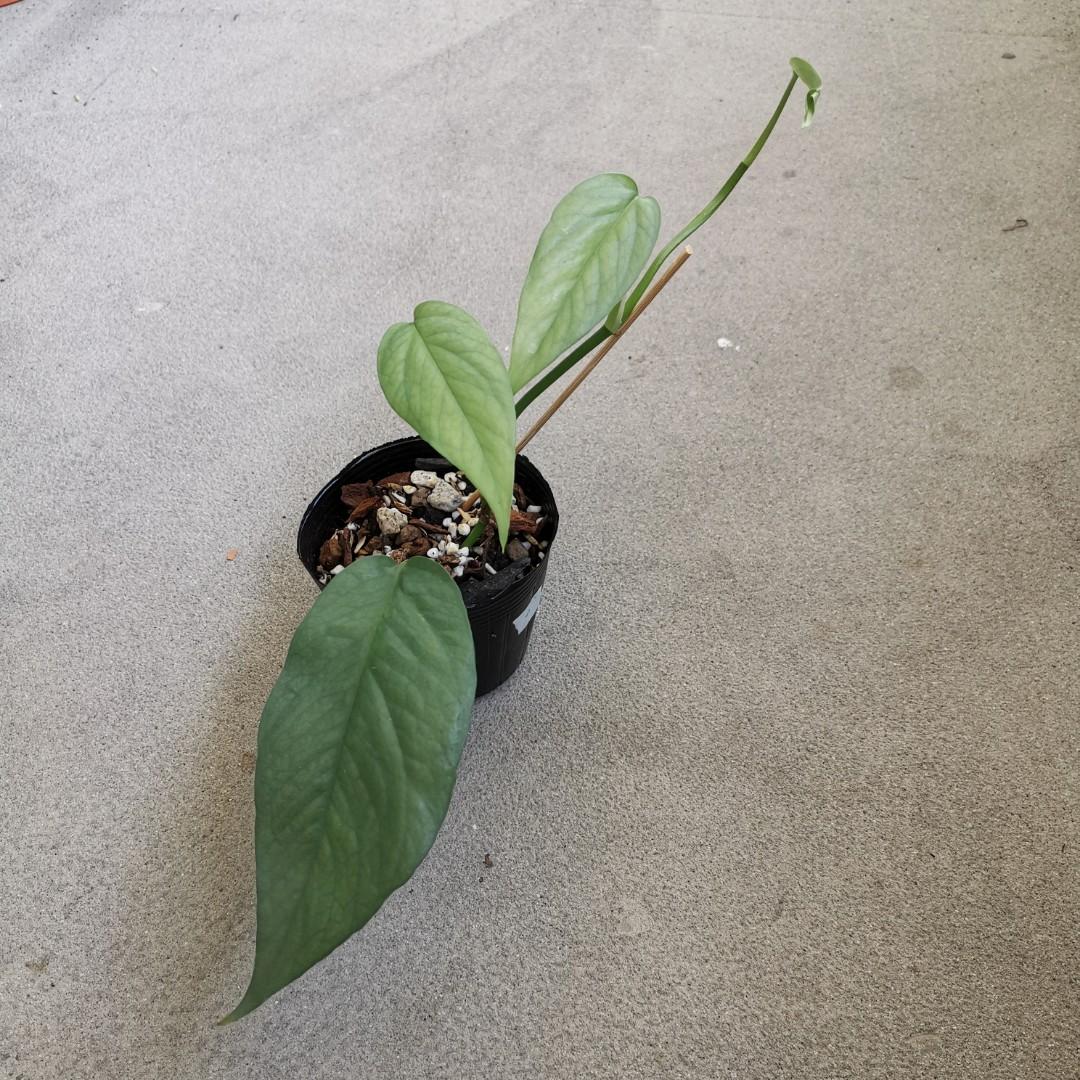 Uncommon : Epipremnum Pinnatum Yellow Flame, Furniture & Home Living,  Gardening, Plants & Seeds on Carousell