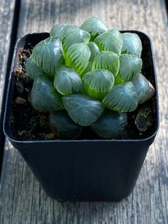 (Category: ) located in . Submitted by plantstuff (Listing ID 1152381732, Image 1). Description: .