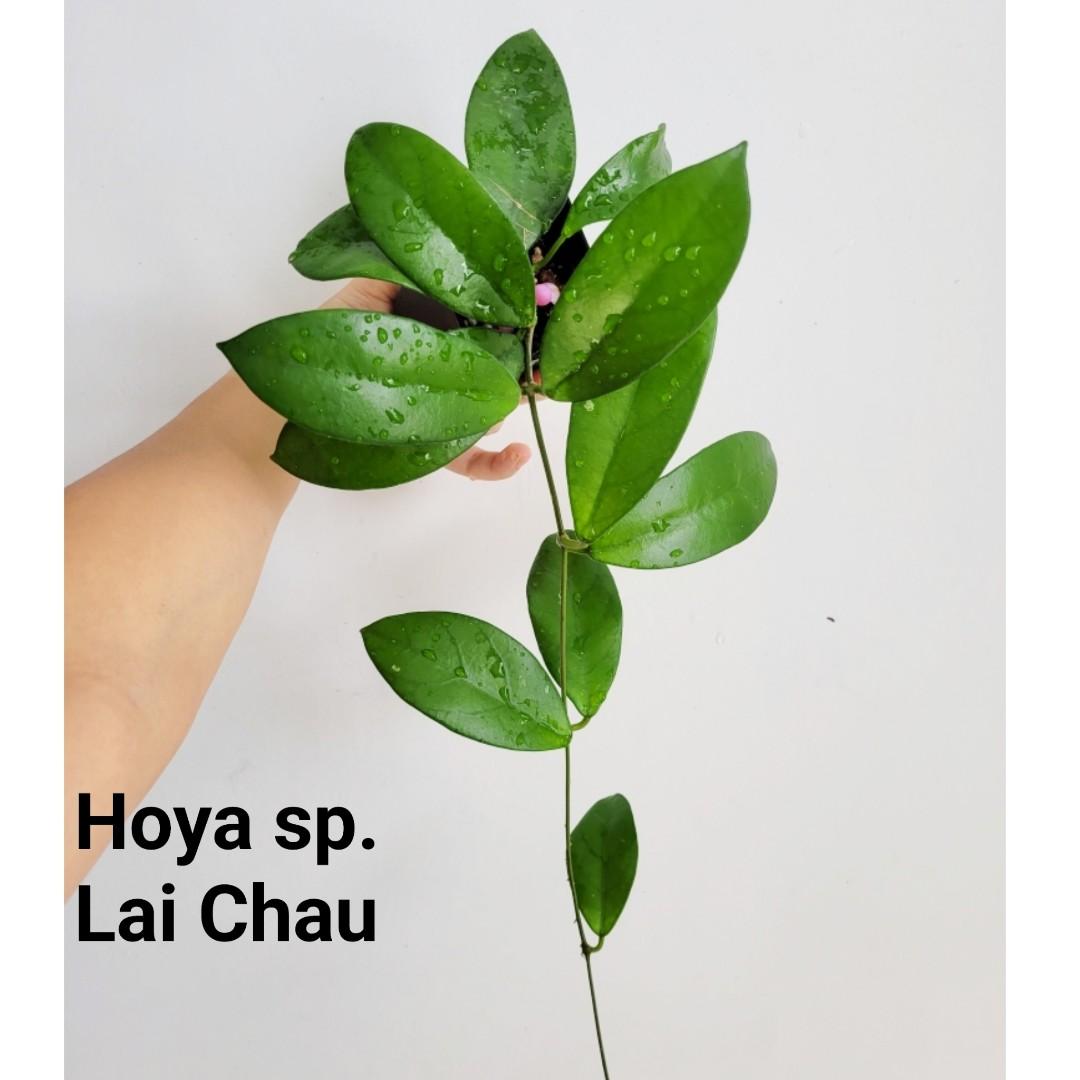 Hoya sp. Lai Chau
