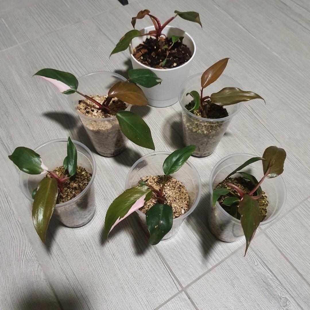 Philodendron pink princess cutting, Furniture & Home Living, Gardening