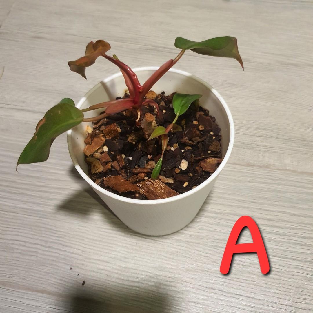 Philodendron pink princess cutting, Furniture & Home Living, Gardening