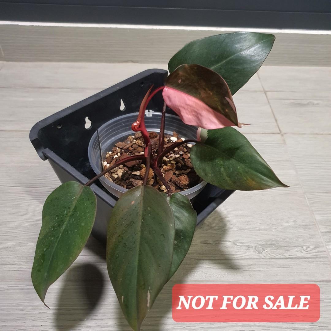 Philodendron pink princess cutting, Furniture & Home Living, Gardening