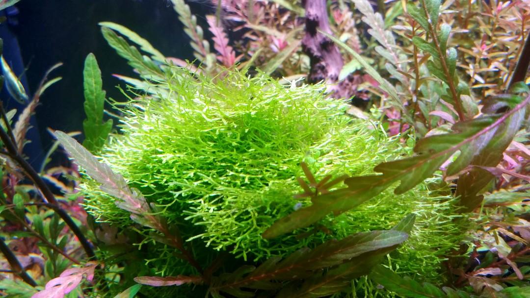 水草鹿角苔 傢俬 家居 園藝 植物及種子 Carousell