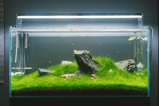 （分類：）位於 。 由 zaa7za8 提交（商品編號 1154172613，圖片 1）。簡介： 。