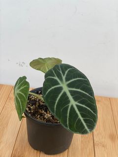(Category: ) located in . Submitted by foliage_sg (Listing ID 1154186090, Image 1). Description: .