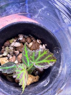 （分類：）位於 。 由 thelostforest 提交（商品編號 1154151608，圖片 1）。簡介： 。
