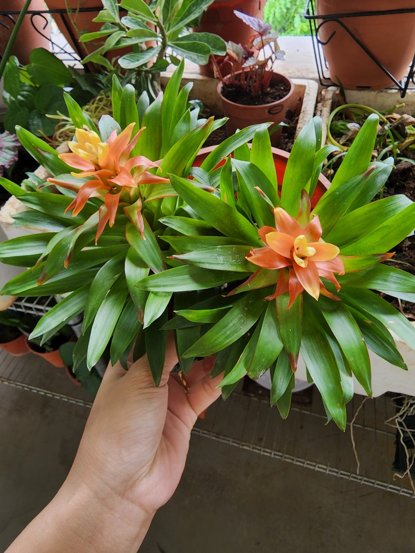 Bromelia plant, Furniture & Home Living, Gardening, Plants & Seeds on  Carousell