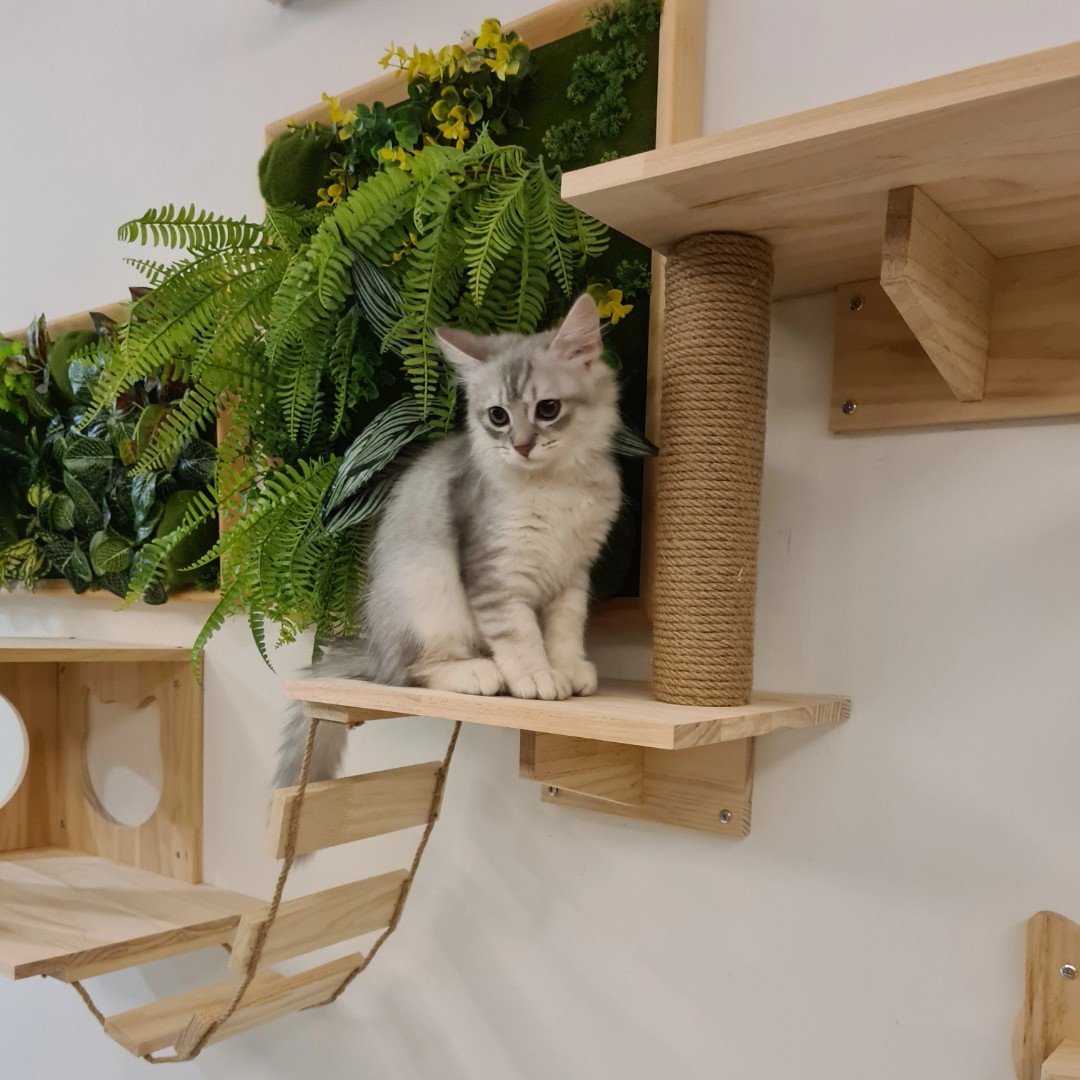 Cat gym wall shop